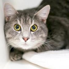 Cat-Urine-Odor-Removed-in-North-Charleston 1